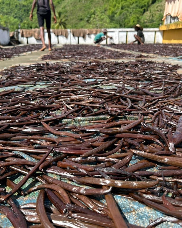 Vaniglia rossa del Madagascar in essiccazione al sole, baccelli rossicci stesi