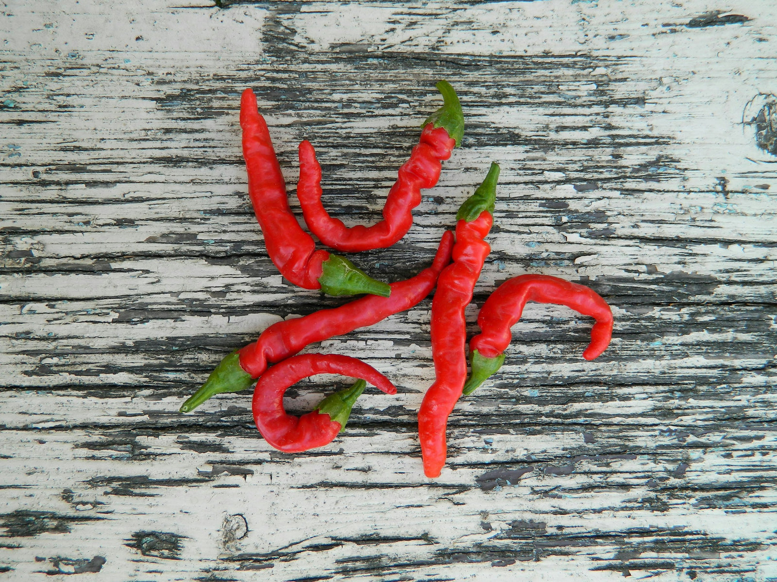 Piment pili-pili