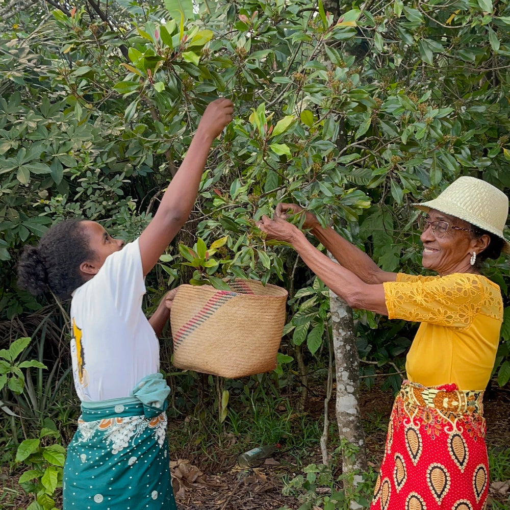 Girofle de Madagascar (sachet de 25g)