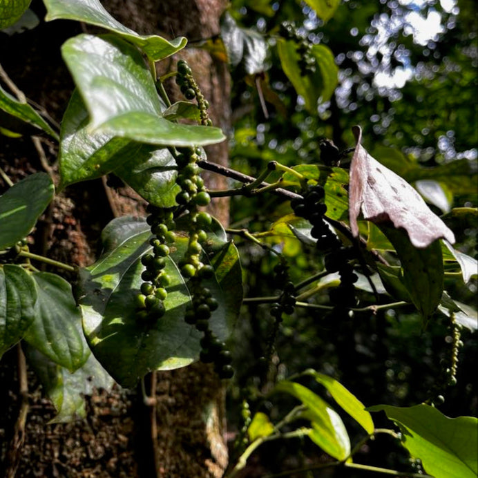 Poivre noir de Madagascar (sachet 50g)