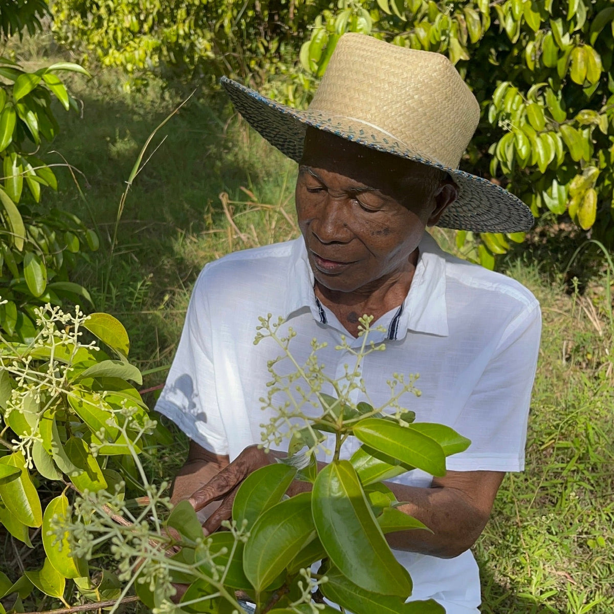 Rameau en fleurs dans la plantation à Madagascar