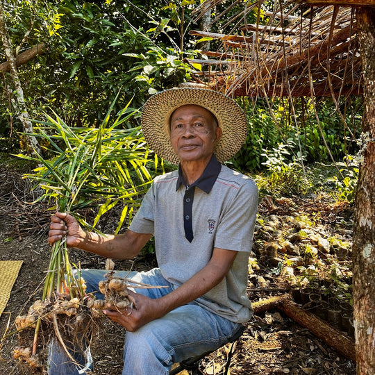 Gingembre de Madagascar (pot à épices 40g) - vanilledesire
