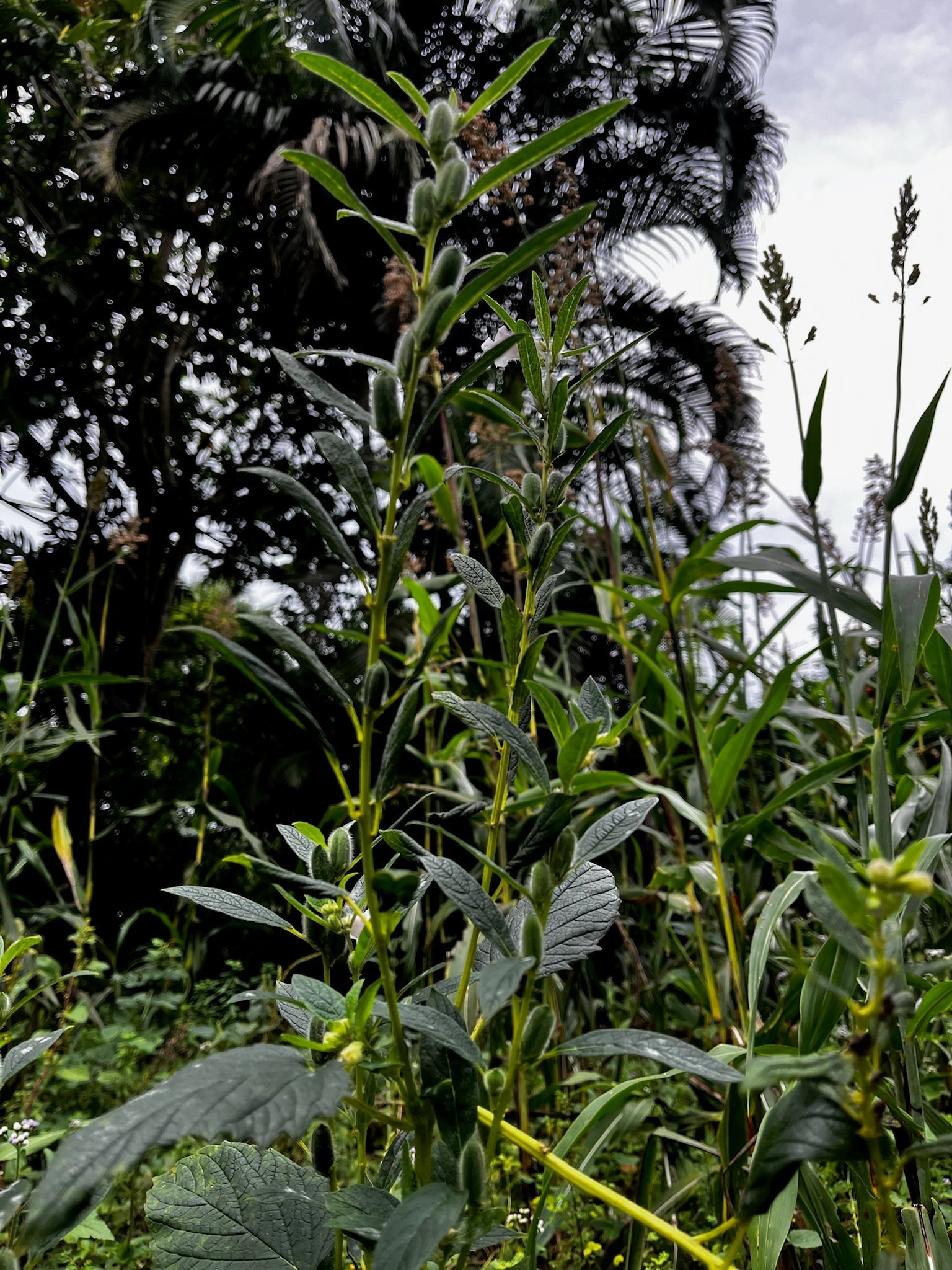 Plants de sésame en culture à Madagascar