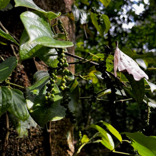 Poivre noir de Madagascar sur arbre