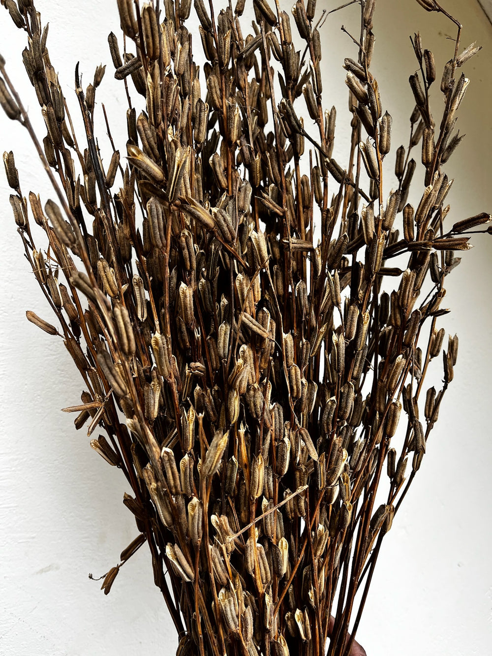 bouquet de sésame séché
