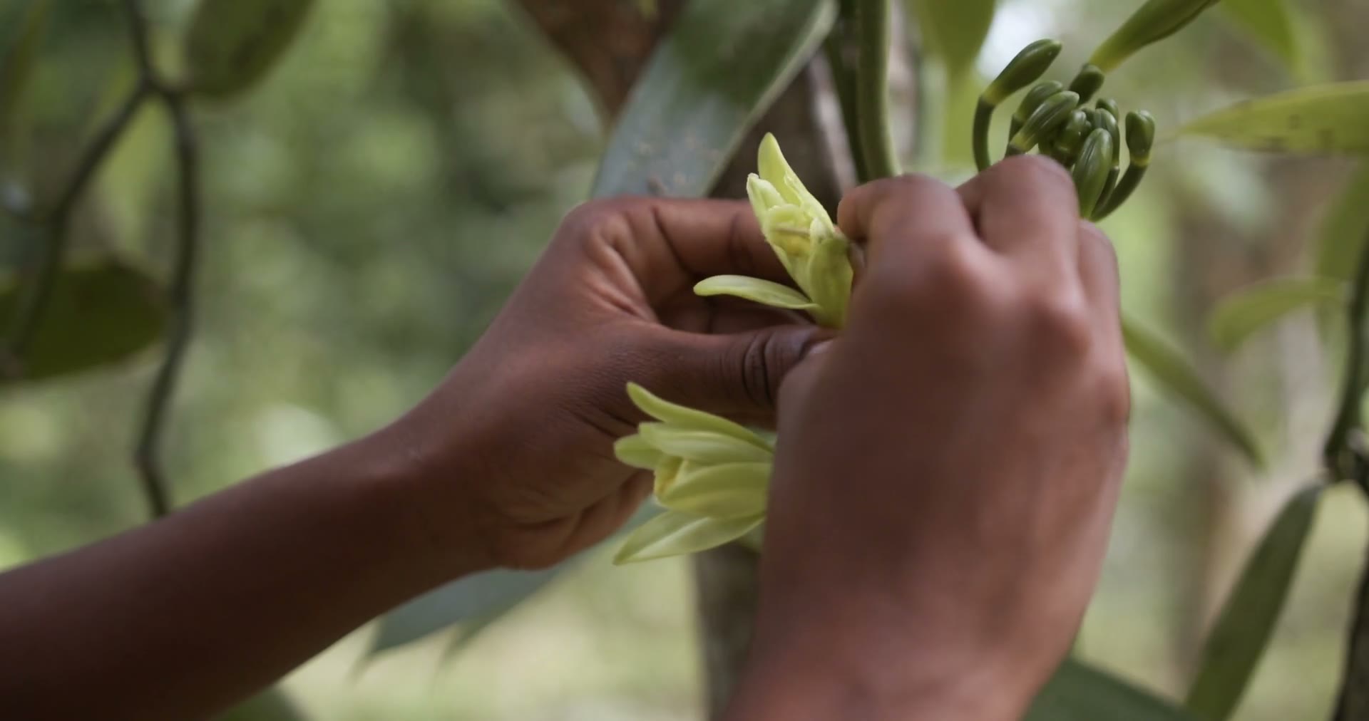 Vanille Bourbon de Madagascar