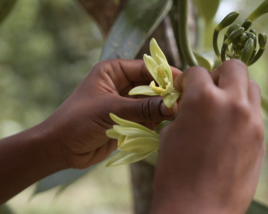 Une main écarte les pétales d’une fleur de vanillier pour la polliniser