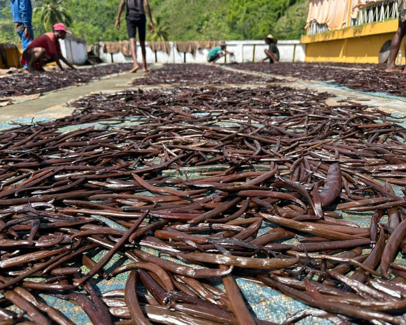 Gousses de vanille étalées au soleil sur des nattes