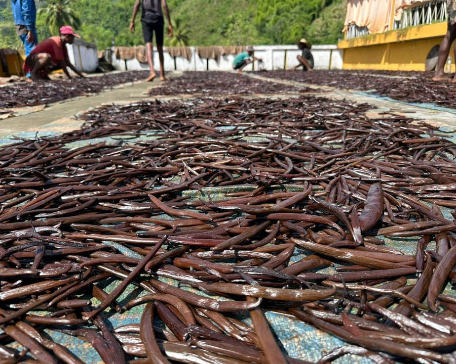 Gousses de vanille étalées au soleil sur des nattes