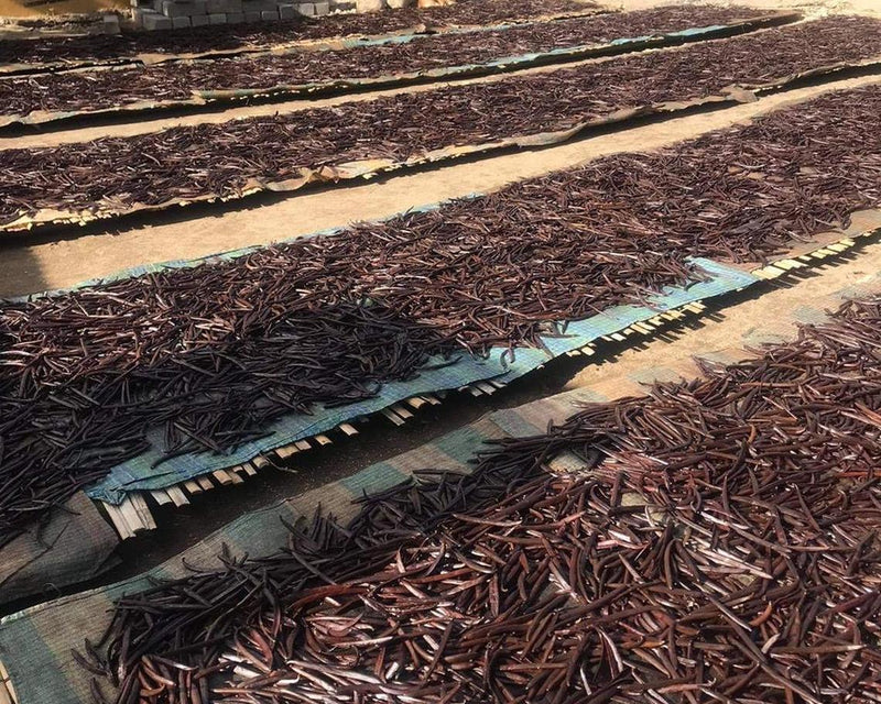 Gousses de vanille séchant à l’abri sur de longues bâches
