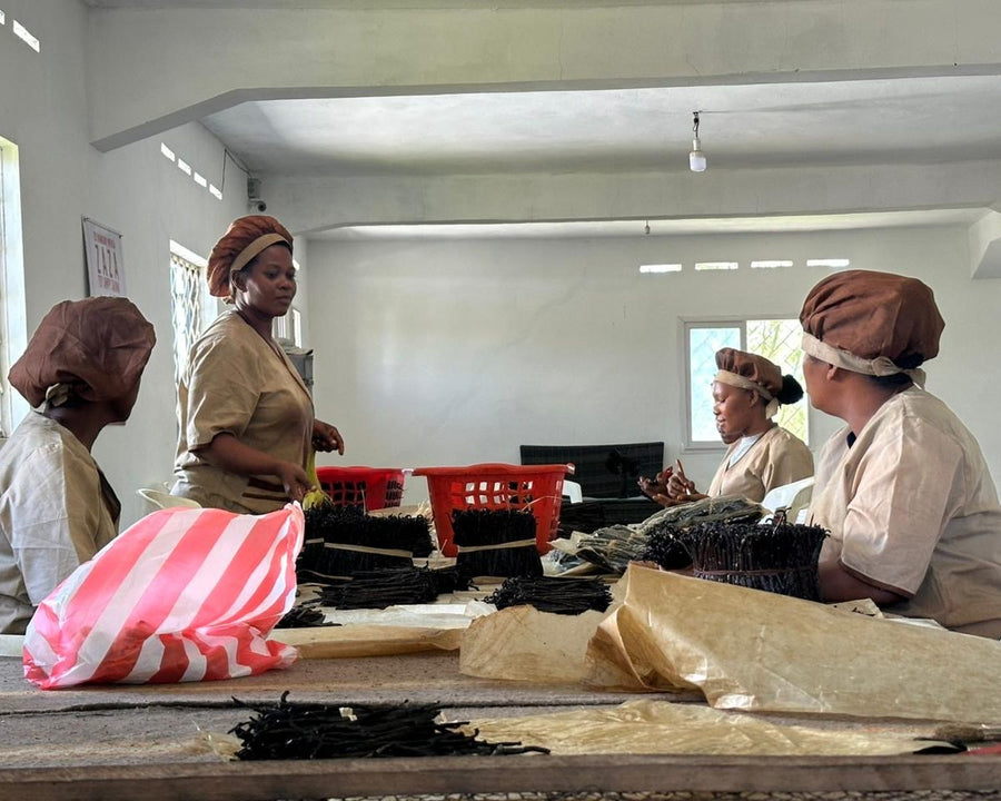 Trieuses calibrant les gousses de vanille sur une table d’atelier