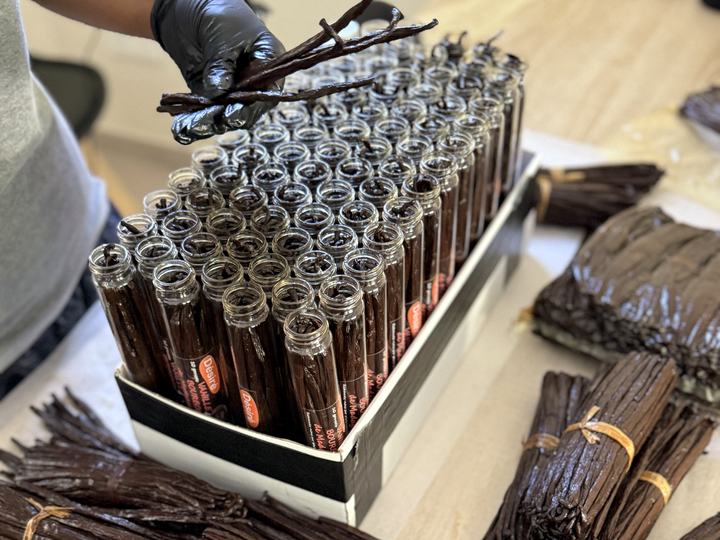 Main gantée qui glisse les gousses de vanille dans les tubes de verre