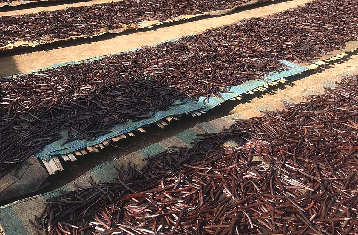 Nattes de gousses de vanille séchant au soleil dans la SAVA