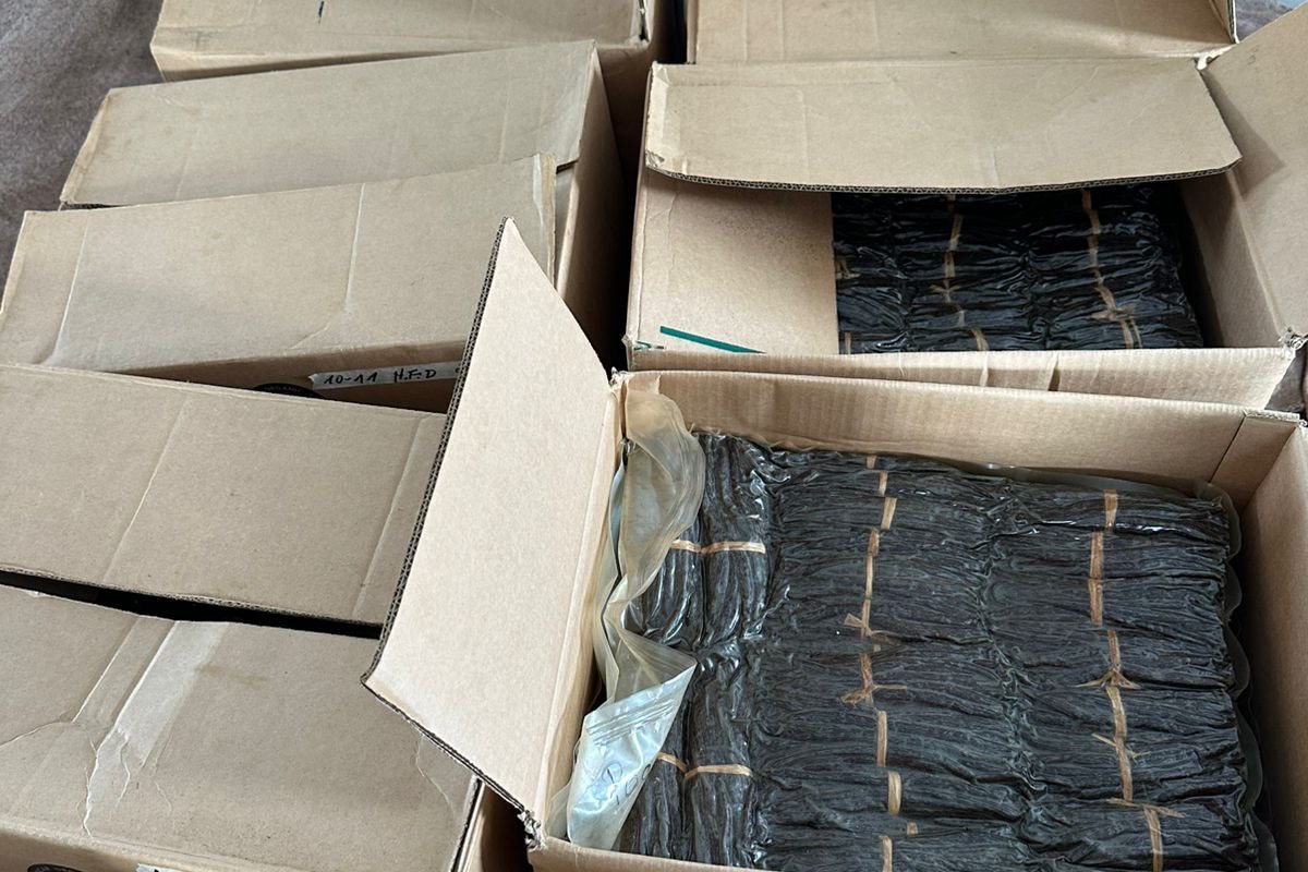 Bottes de vanille au repos dans des caisses d'affinage