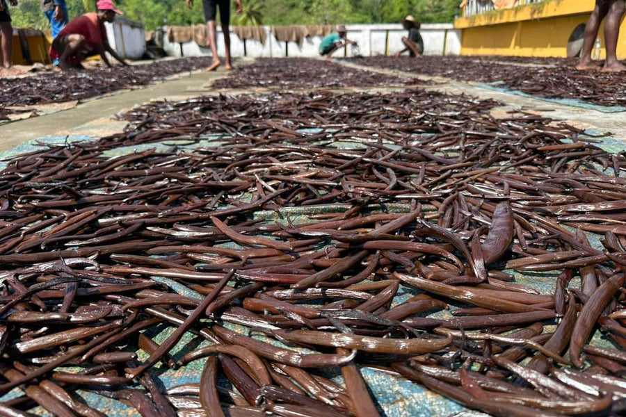 Gousses de vanille Bourbon séchant au soleil sur des claies