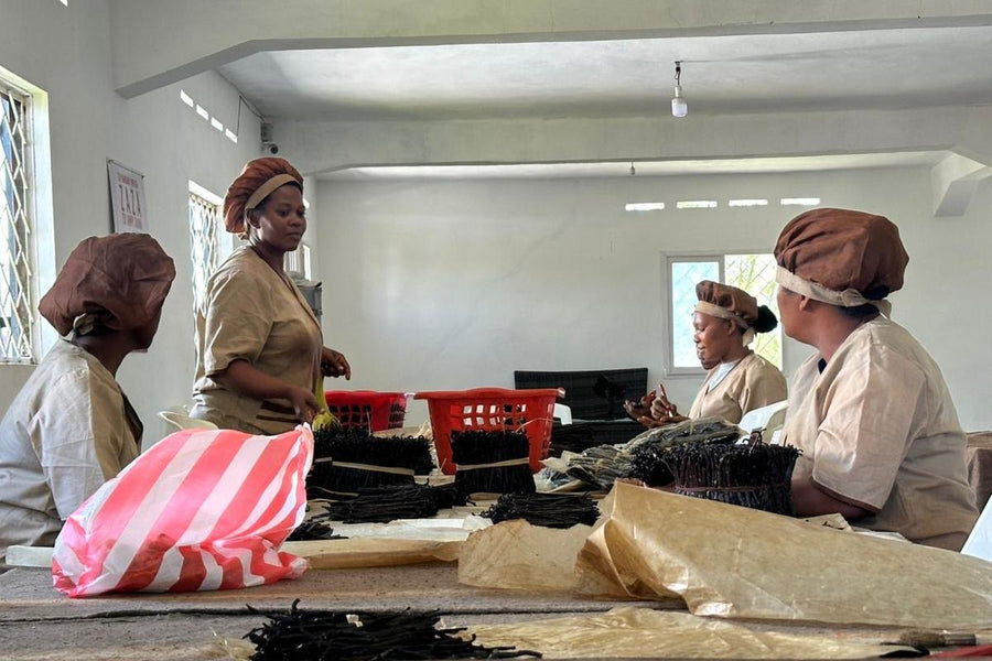 Des mains trient des gousses de vanille Bourbon